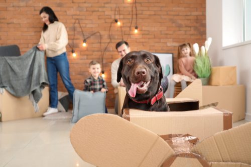 Anwesenheit von Hunden führen nicht zur Versagung des Umgangsrechts mit dem Kind